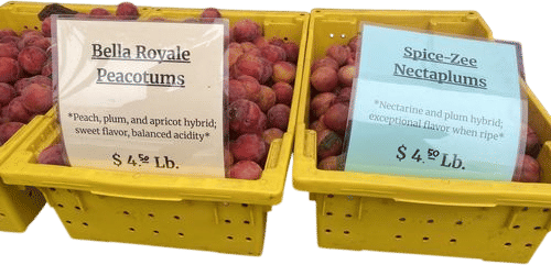 Try some exciting Stone Fruit Hybrids!