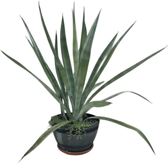 Large Potted Agave Plant