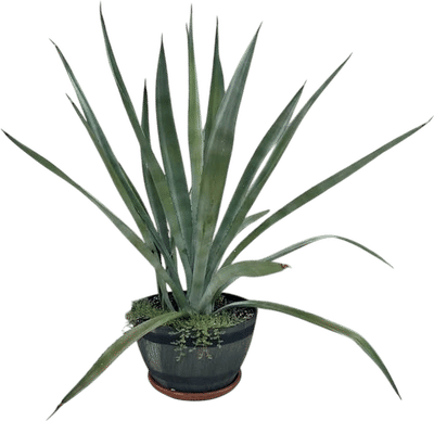 Potted Agave Plant