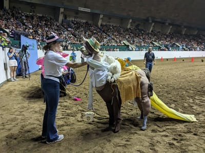 Minnesota State Fair Llama-Alpaca Experience