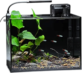 3 gallon fish tank