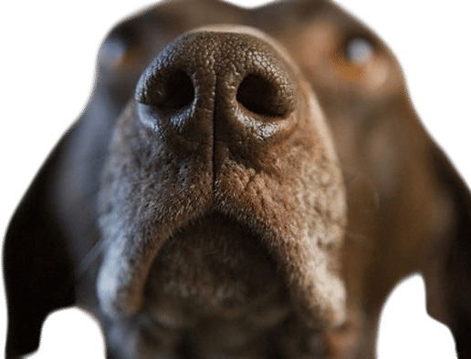 On a scale of 1-5, how "smell-curious" are you?