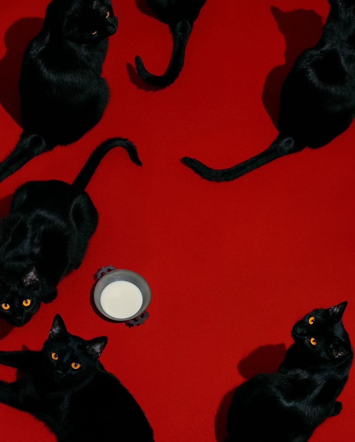 get like 20 more cats