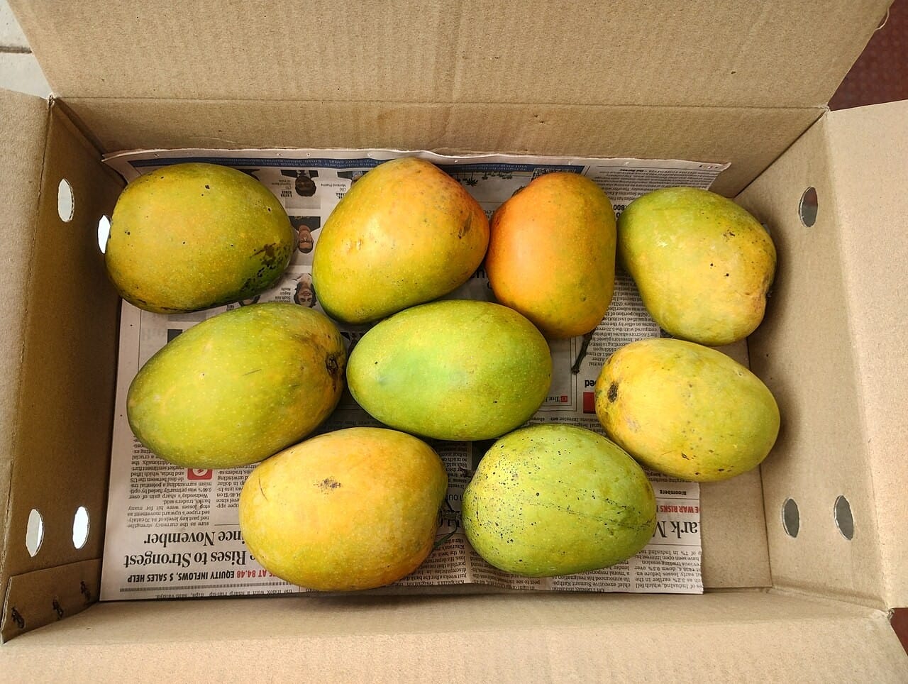 alfonso mango