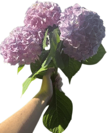 Normalize taking a stem or two from an office’s garden who will never notice