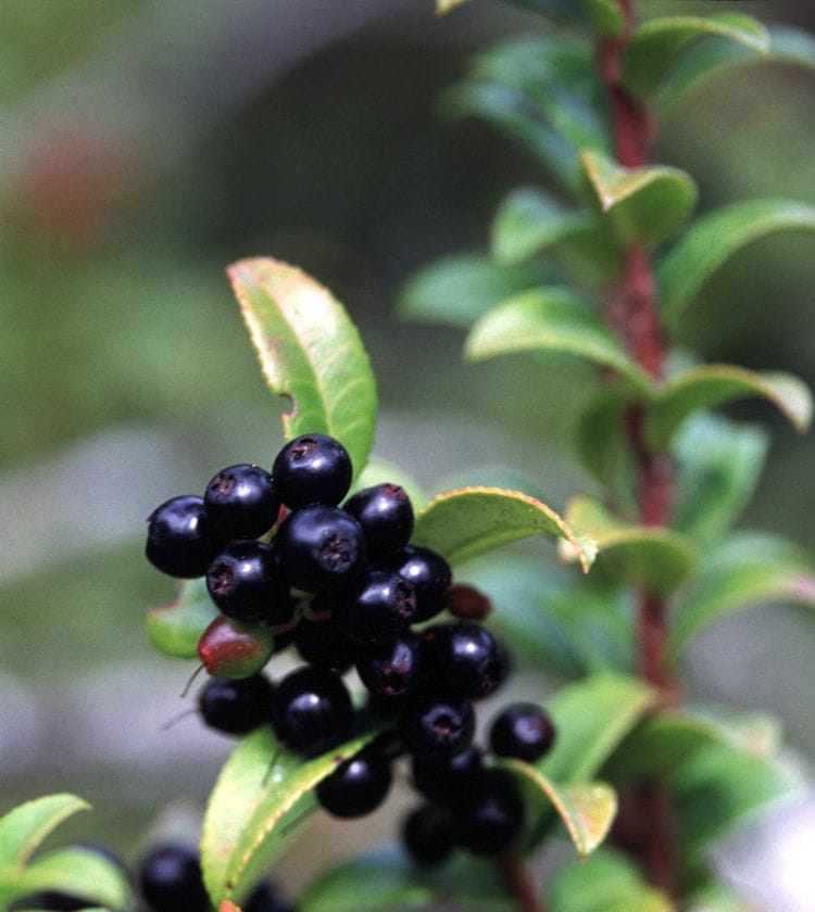 Picking Huckleberries