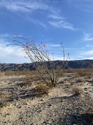 Ocotillo Patch