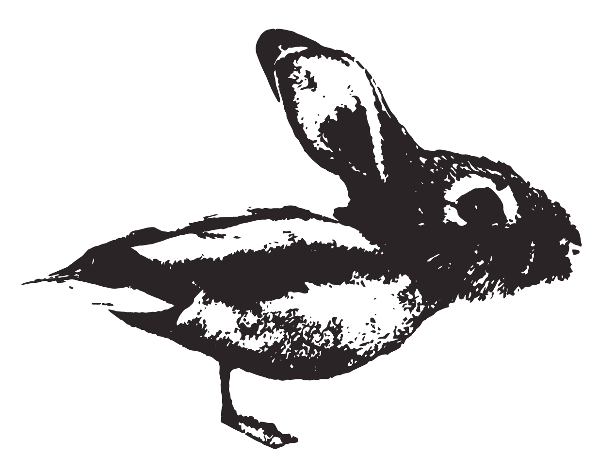 duck-rabbit coffee