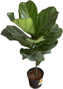 Plant Parenting