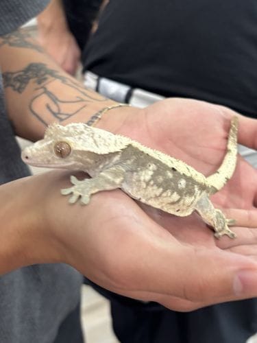 The Gecko Gallery