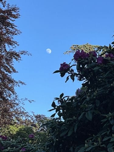 Volunteer Park