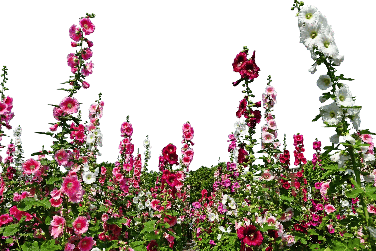 When the flowers grow taller than me