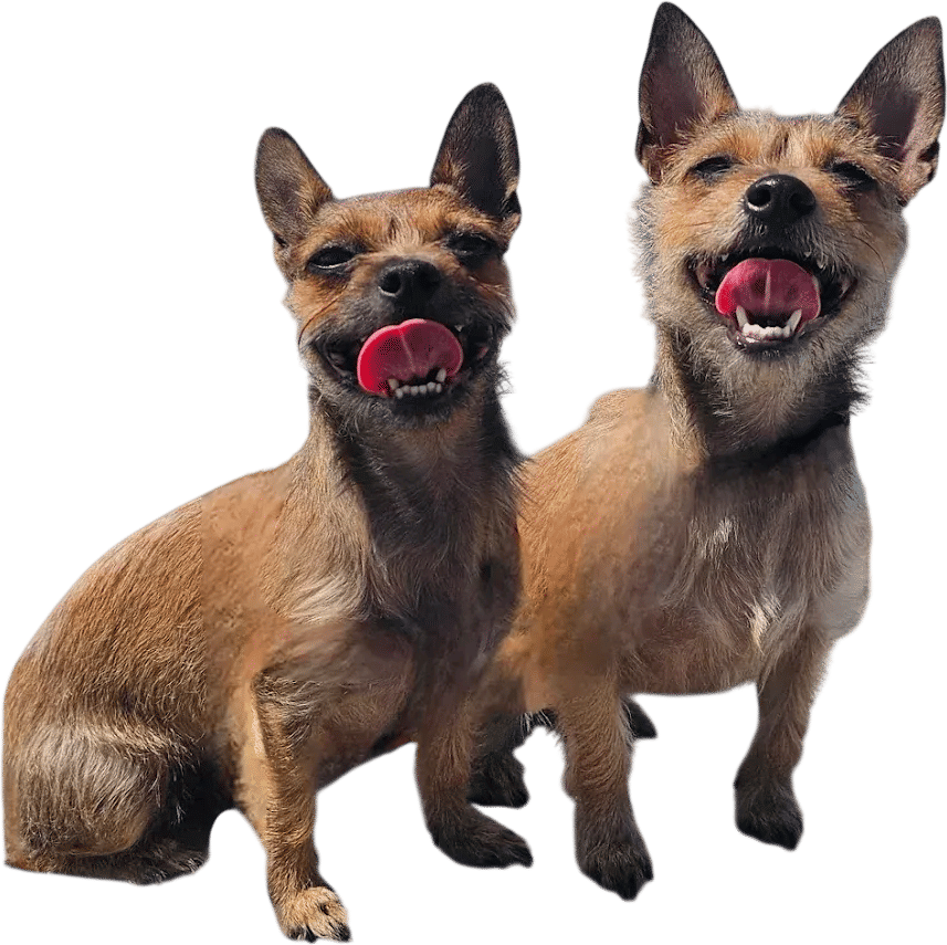Manners Matter Dog Training