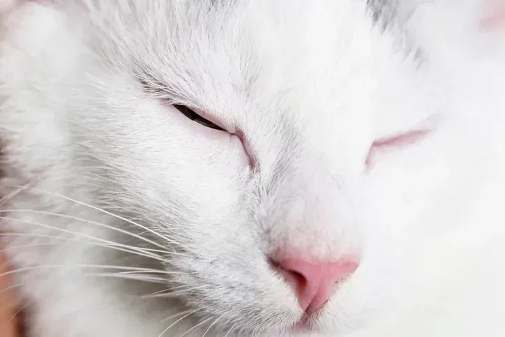 Slow blinking at a cat