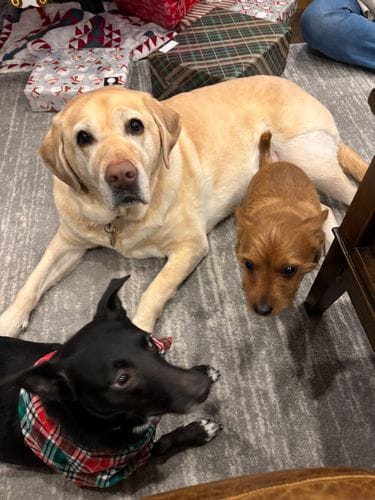 multiple different dogs of different breeds