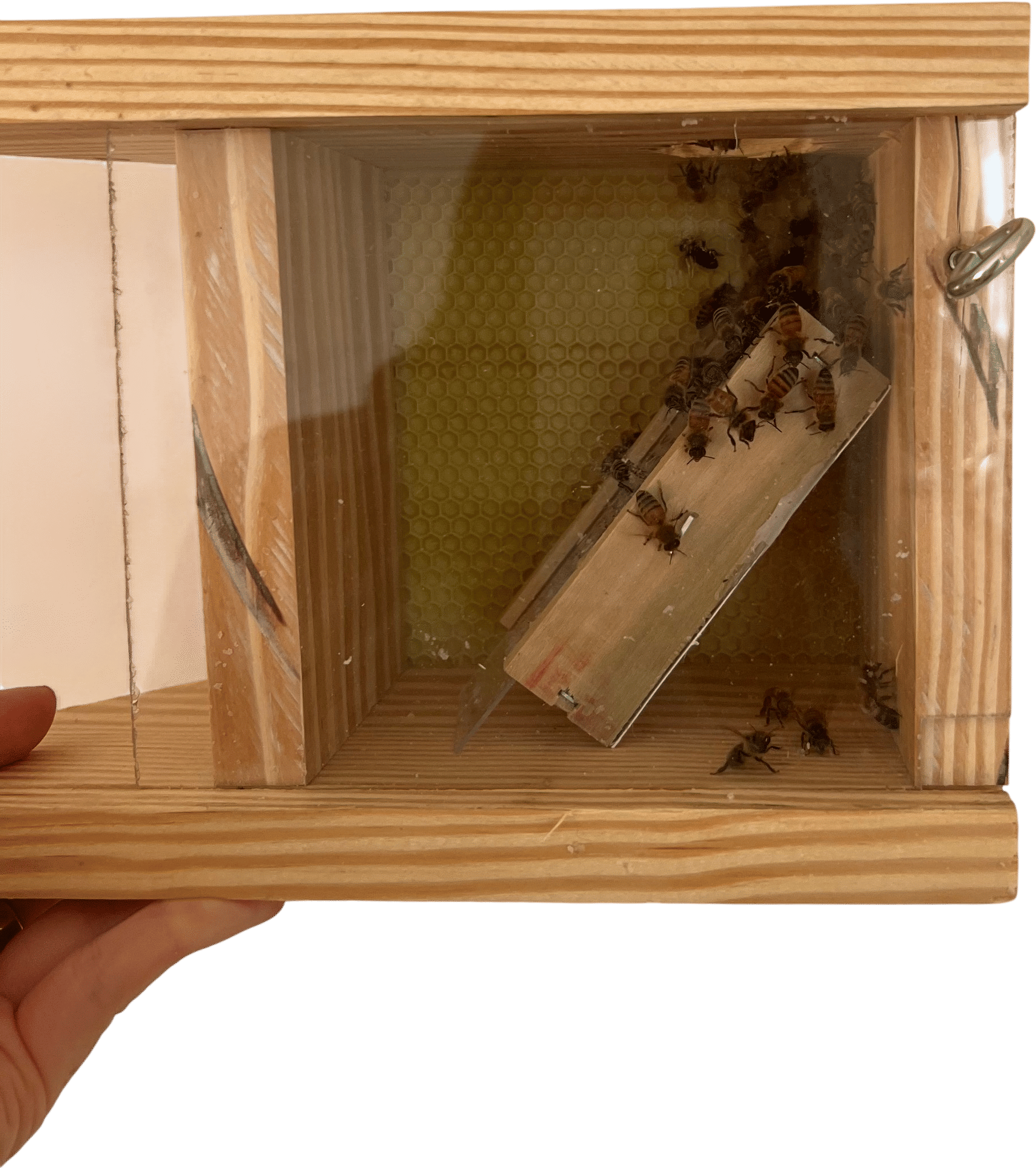 Bee Venom Therapy for Lyme Disease