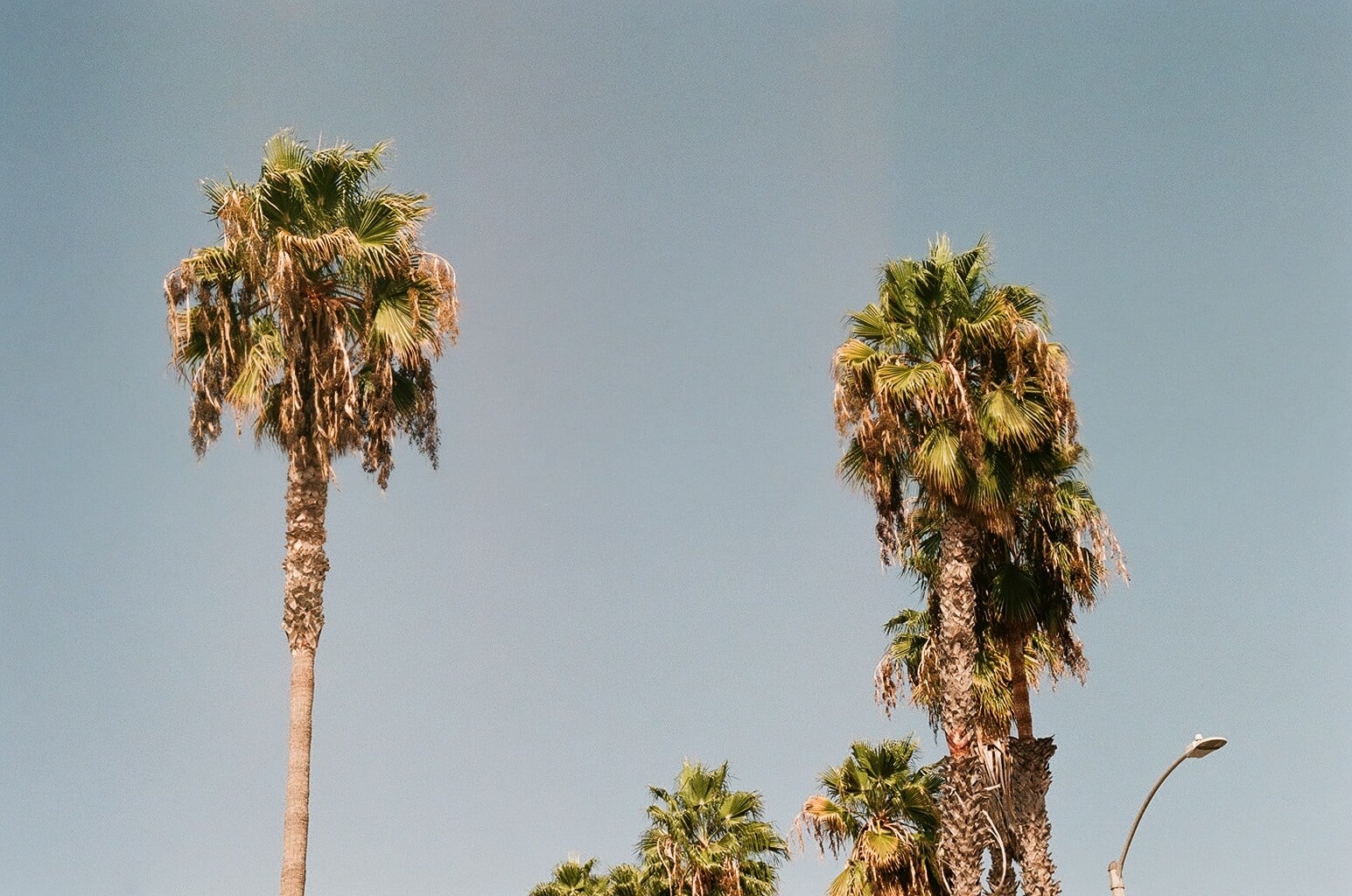 los angeles is where i live