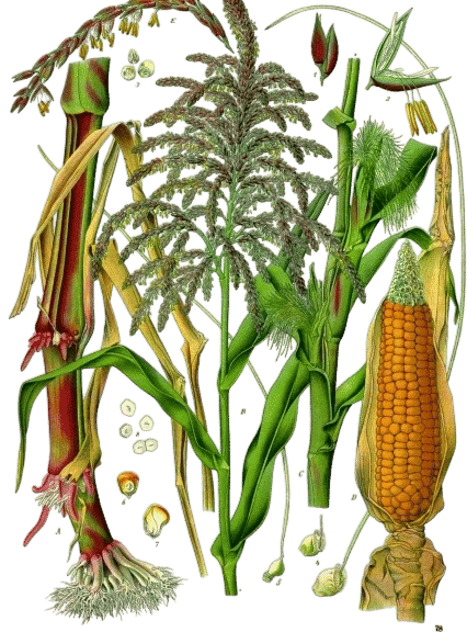 corn