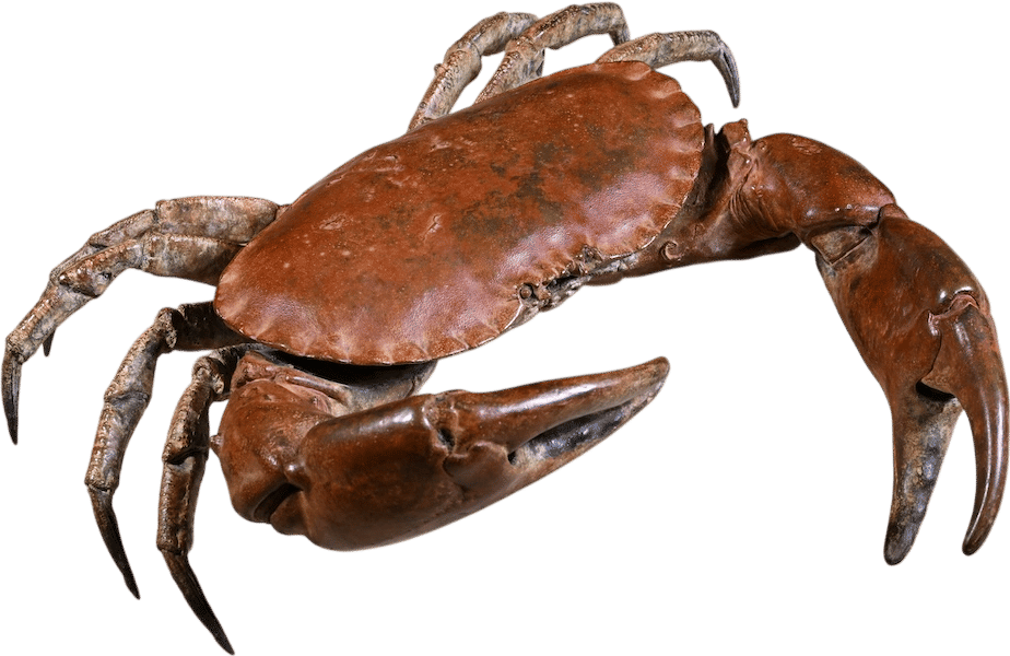 Hamish Mackie Crab Cast in Bronze