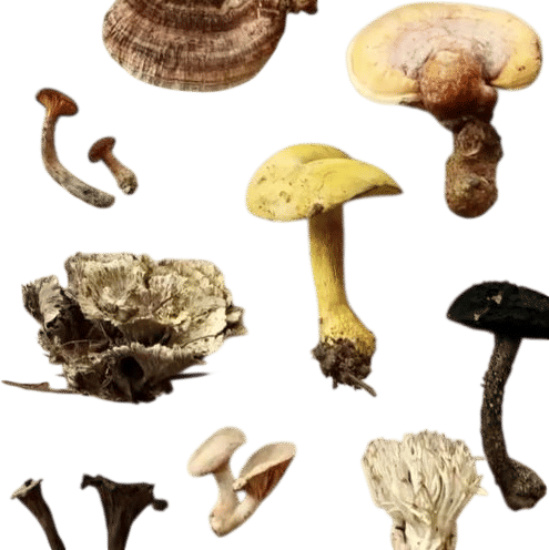 Mushroom Walks