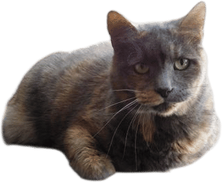 Adopting a cat from the shelter