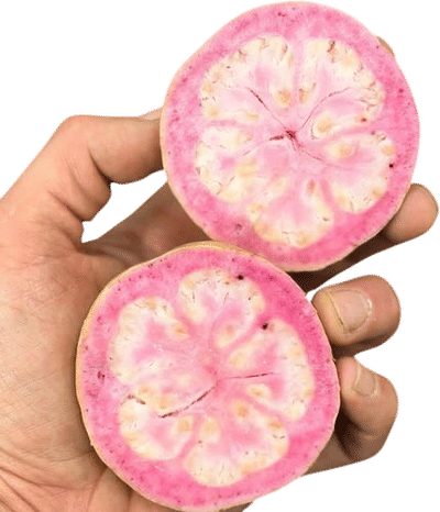 Sasoun Produce