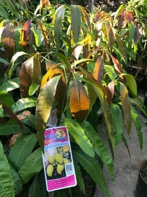 Organic Fruit Tree & Herb