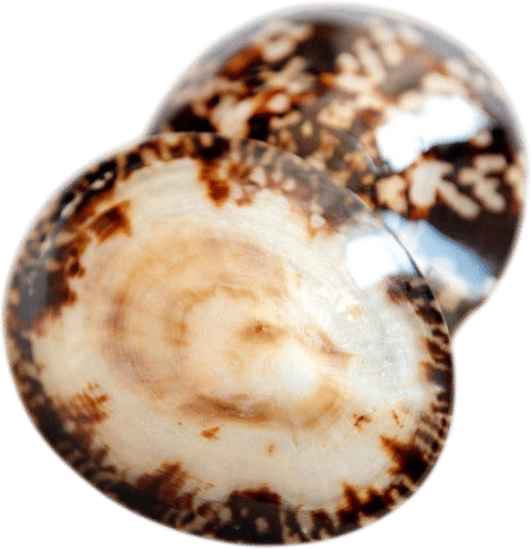 Breastfeeding Seashells