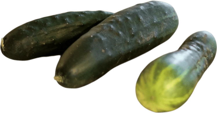 Cucumber (gifted from a friend’s garden)