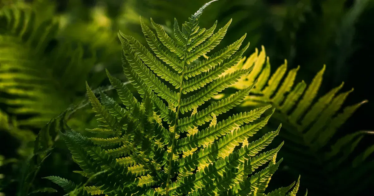 Ferns <3
