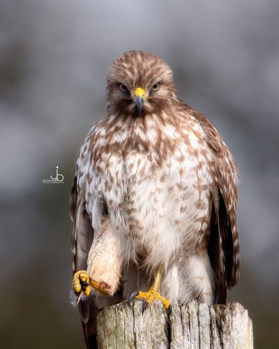 Jensen Bell Photography 