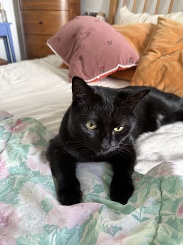 being away from my cat while I’m at work all day