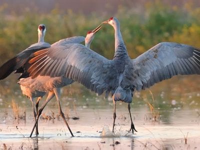 Monte Vista Crane Festival