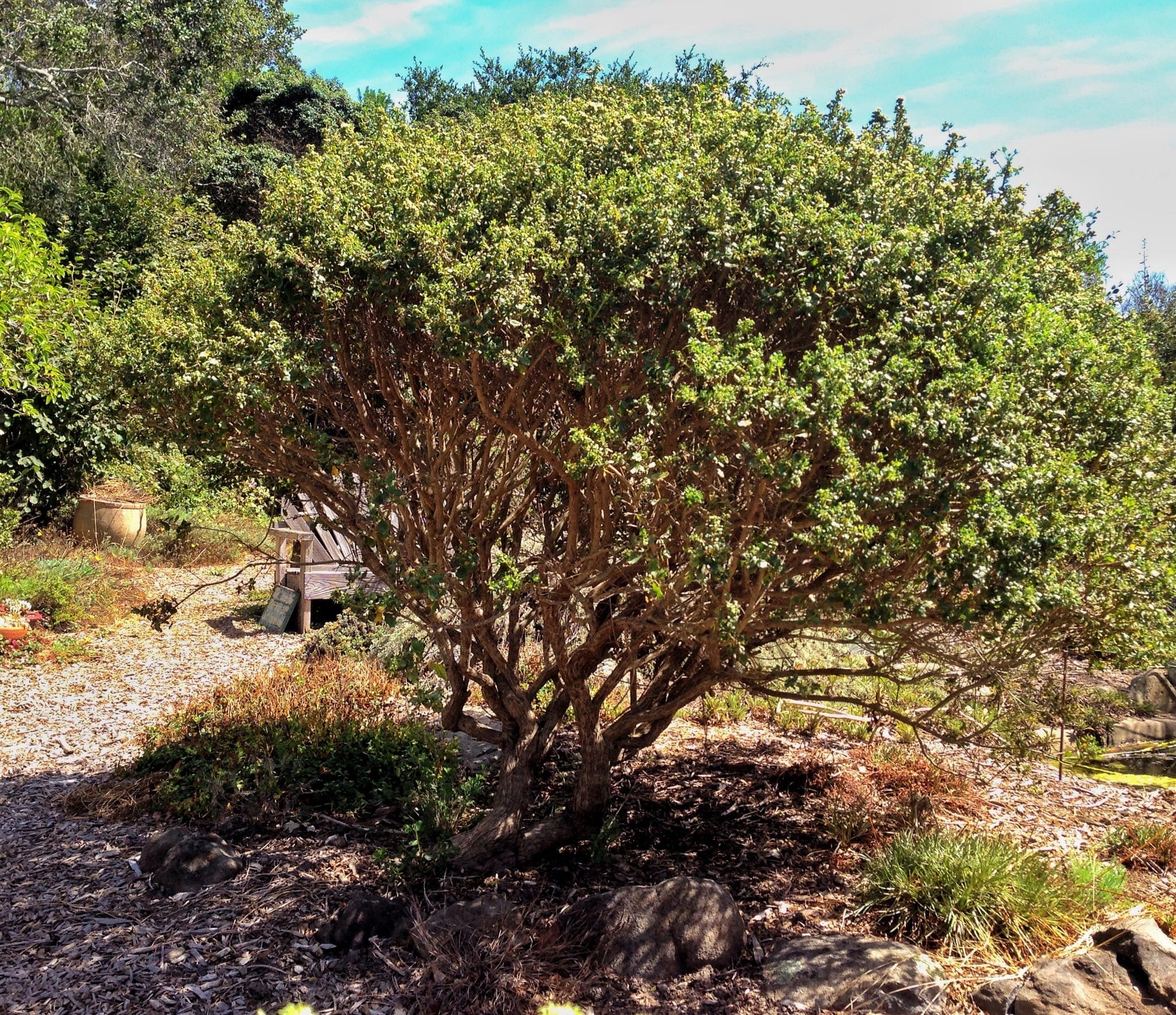 Coyote Bush, Baccharis Pilularis