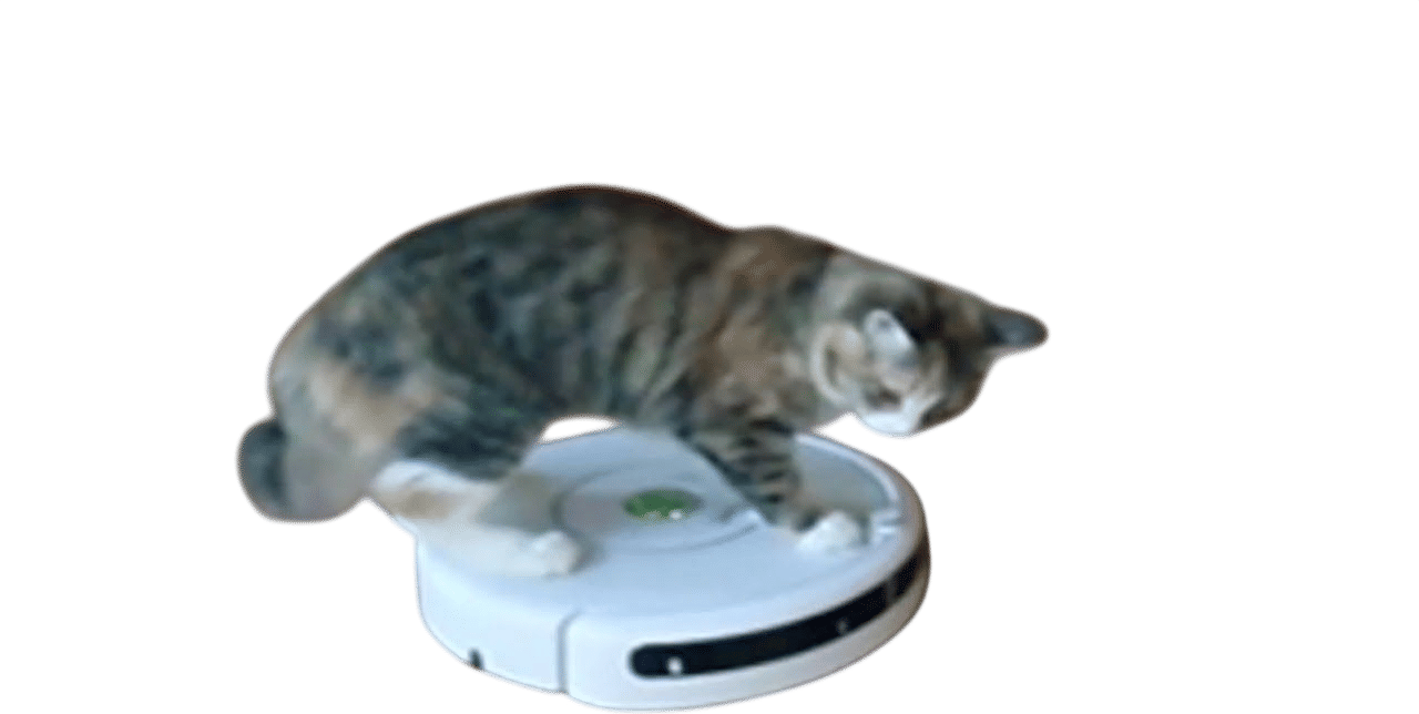kittens on a roomba