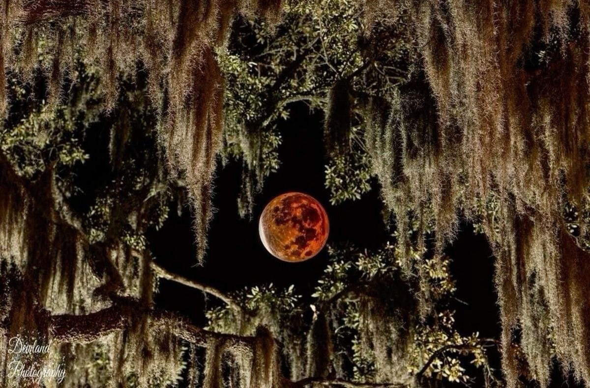 Looking at the sky through the trees