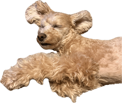 Sleepy Cleo Sticker