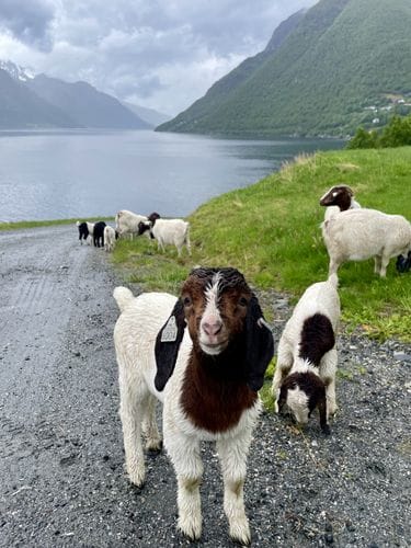 trandal, norway