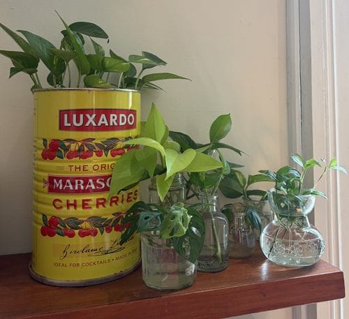 Propogate your plants