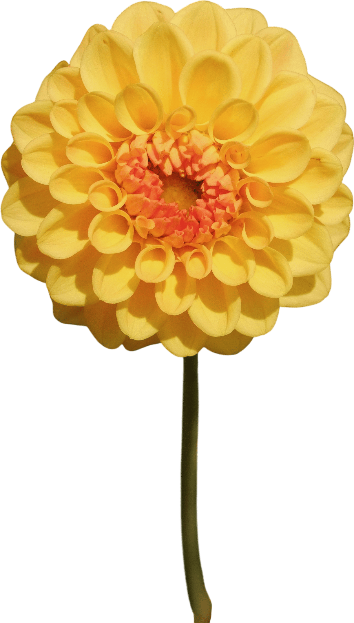 Dahlias