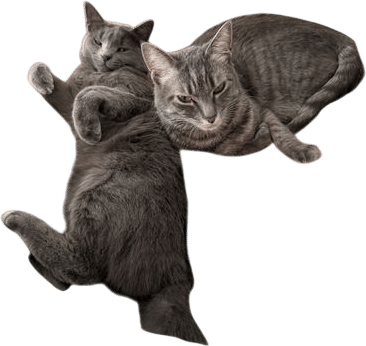 Cats
