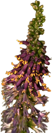 Amorpha fruticosa