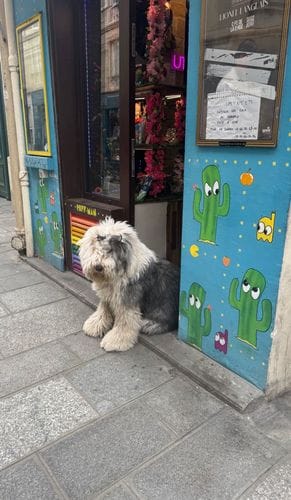 Corvus Coffee Roasters - Denver