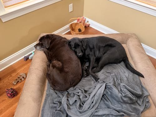 pup snugs
