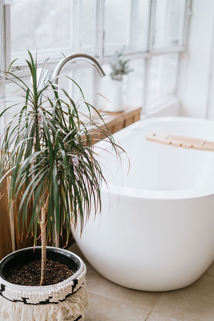 Put a houseplant in your bathroom