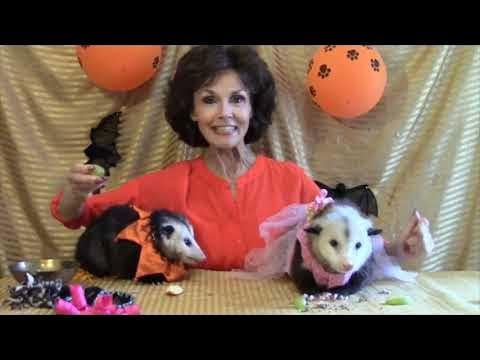 Trick or Treat Possum Style