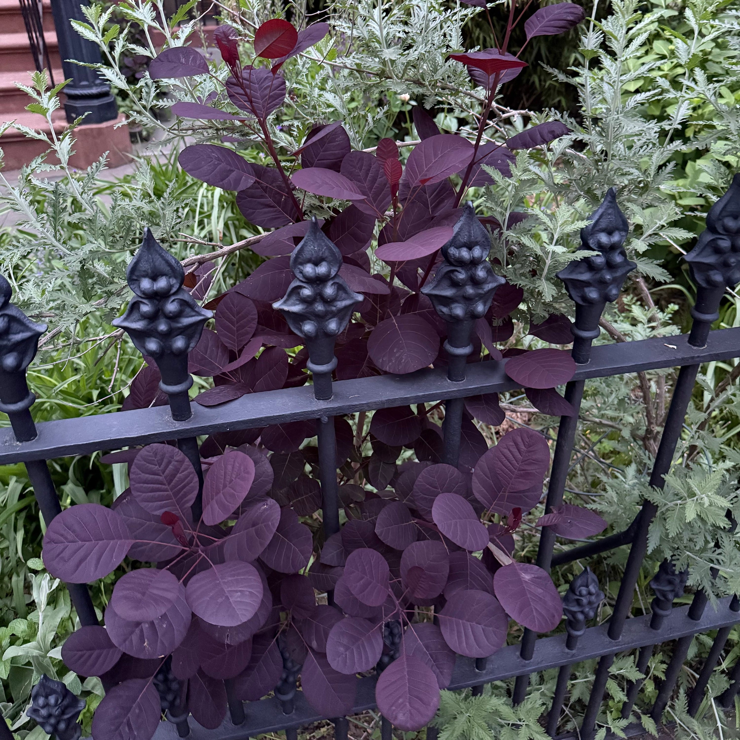 royal purple smokebush