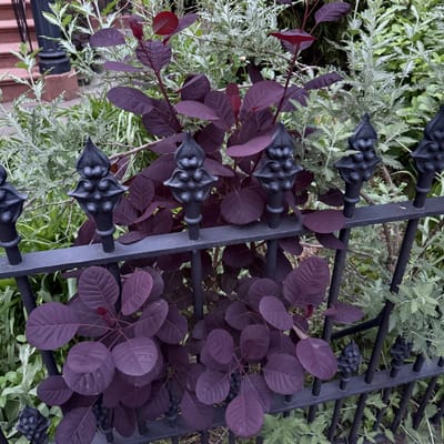 Smoke Bush