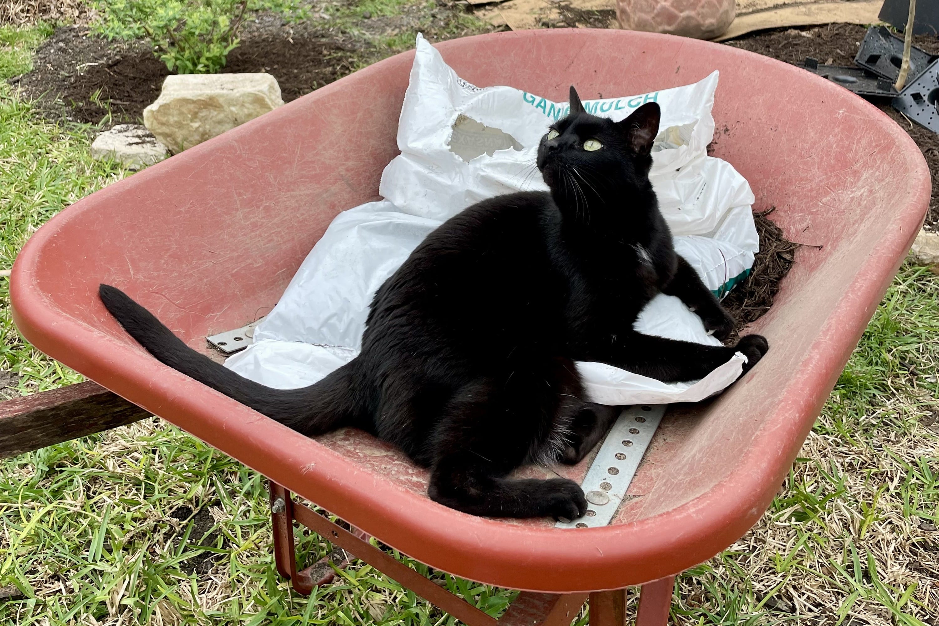 Casual gardening while my cat wanders around the yard 🌱🐈‍⬛