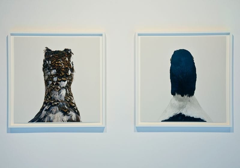 Roni Horn’s Birds (Untitled No. 15)